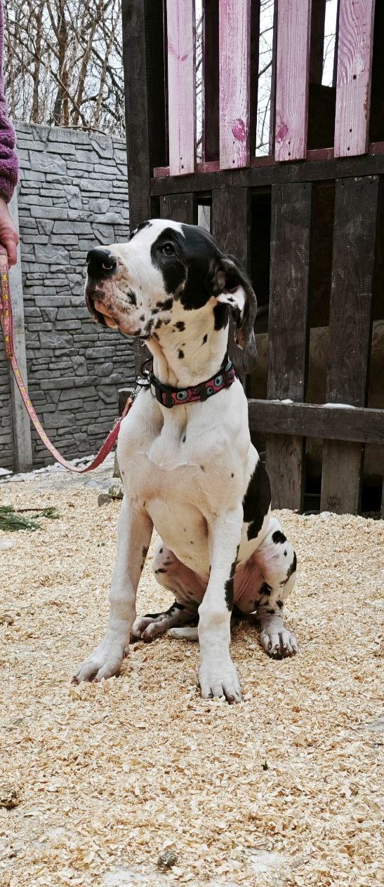 Posh Letty Great Dane