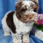 Pandora Yorkshire Terrier