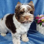 Prada-female-Yorkshire-Terrier-puppy-for-sale-2