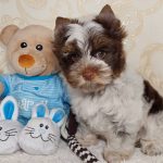 Prada-female-Yorkshire-Terrier-puppy-for-sale-4