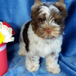 Prada-female-Yorkshire-Terrier-puppy-for-sale-5