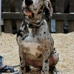 Pretty-female-Great-Dane-puppy-for-sale-1