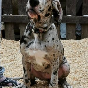 Pretty Great Dane