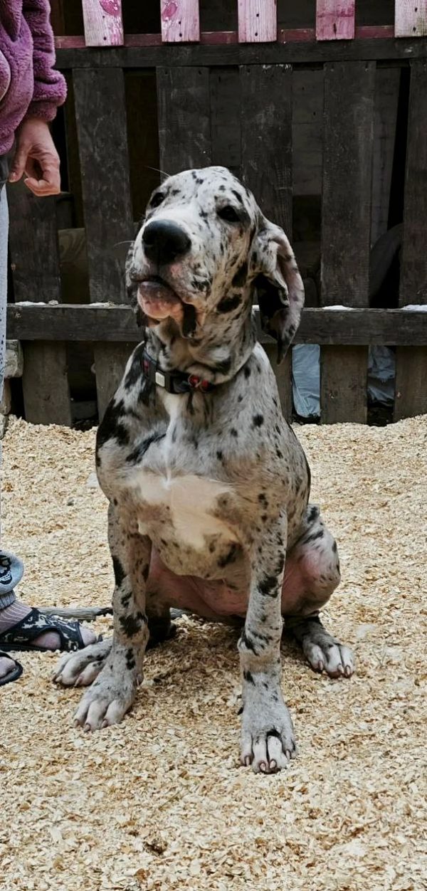 Pretty Great Dane