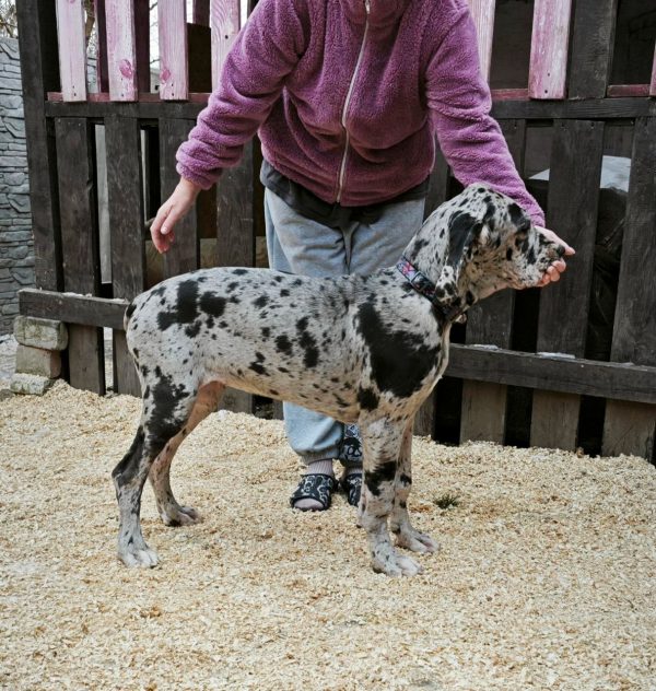 Pretty Great Dane