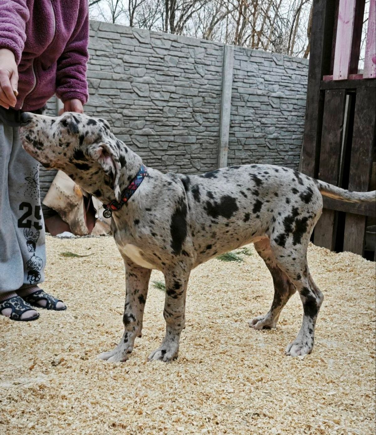 Great Dane Saint Bernard Puppies Mix Puppies St Bernard Mastiff Great Dane  Mix Labernard Puppy, image size:1200x1390