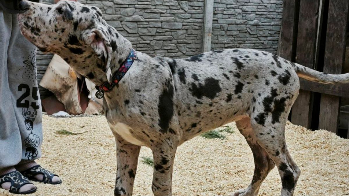 Great Dane Dogs And Crocs Dalmatian For Sale Michigan Great Dane