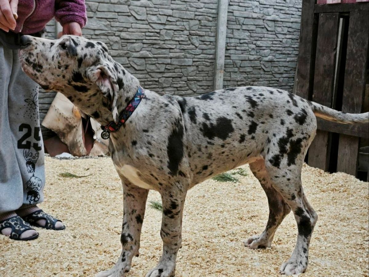 Rottweiler Great Dane St Bernard Mix For Sale Great Dane Bernedoodle Mix  Great Dane Dogs And, image size:1200x900