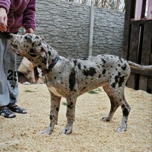 Pretty Great Dane