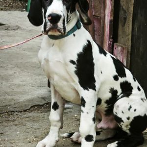Pro Lex Great Dane