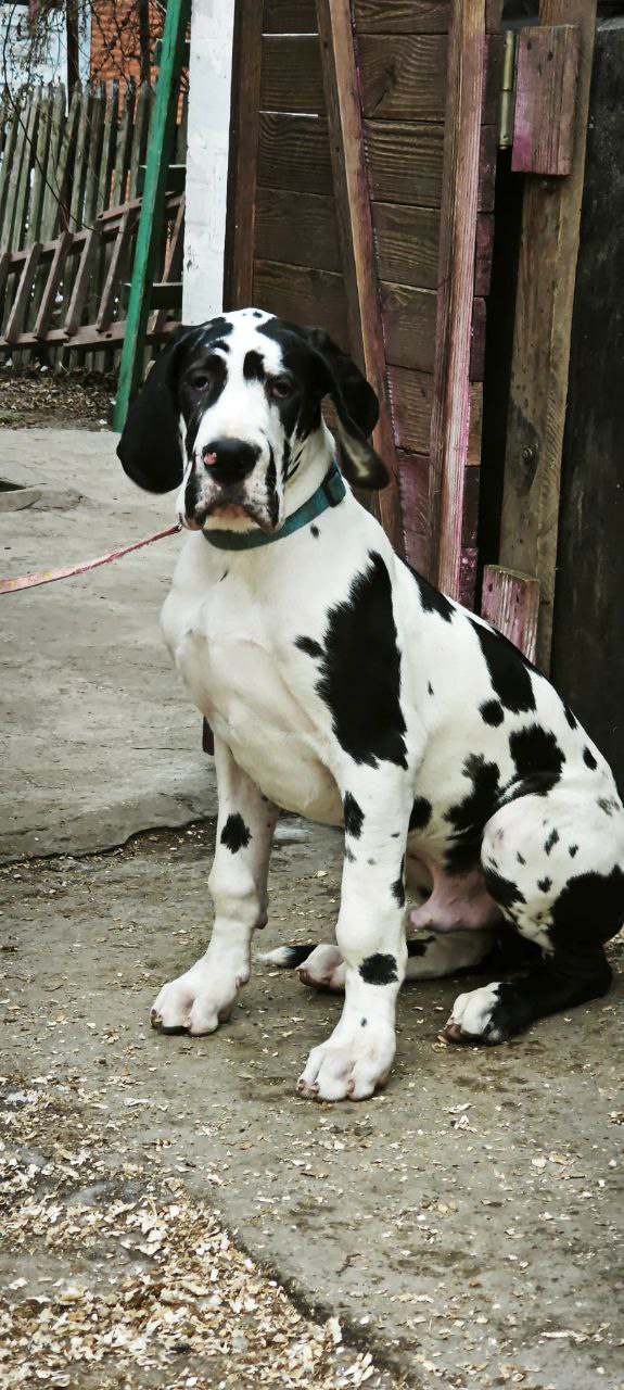 Pro Lex Great Dane