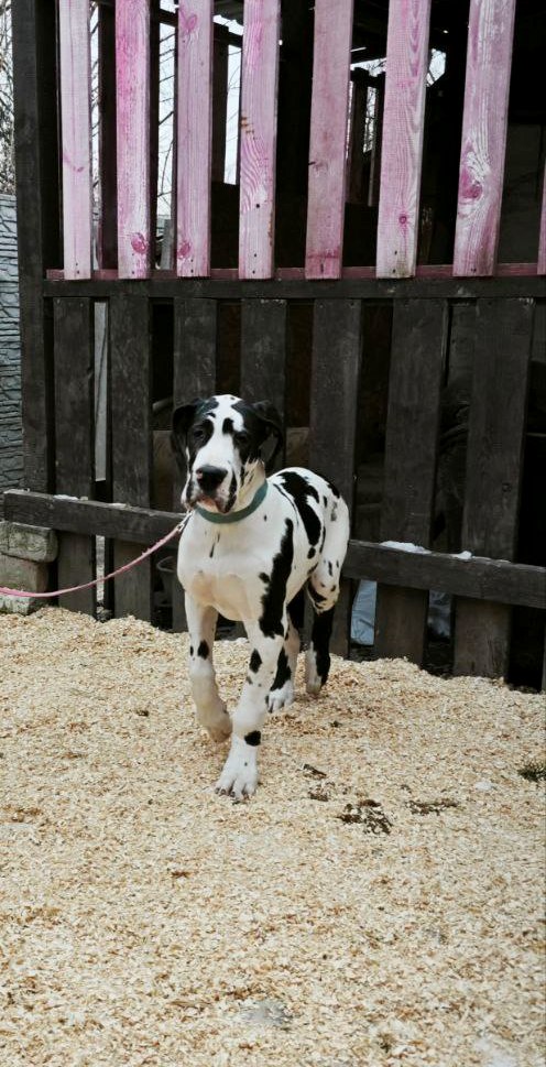 Pro Lex Great Dane