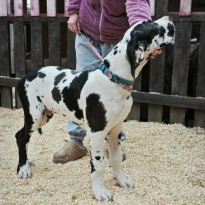 Pro Lex Great Dane