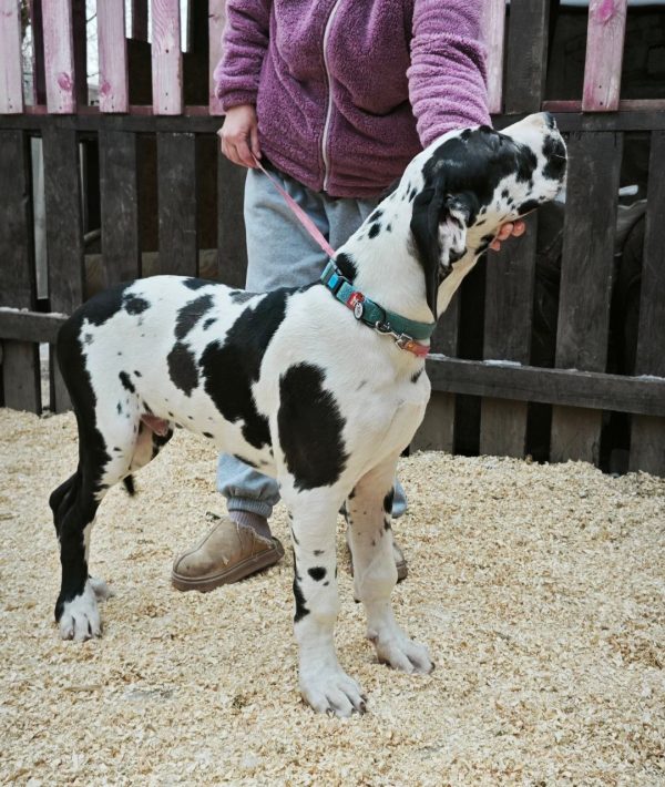 Pro Lex Great Dane