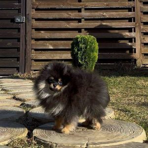 Quest Pomeranian