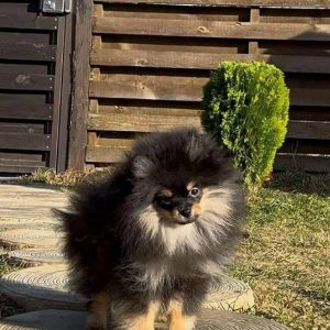 Quest Pomeranian