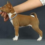 Ronny-male-Basenji-puppy-for-sale-1