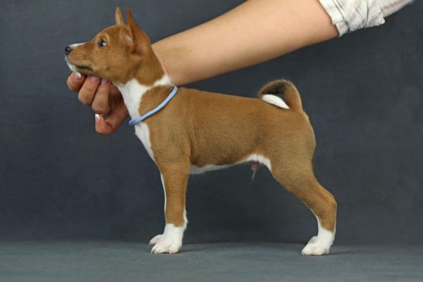 Ronny Basenji