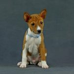 Ronny-male-Basenji-puppy-for-sale-2