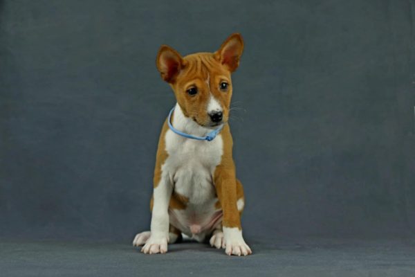 Ronny Basenji