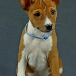 Rosh Basenji