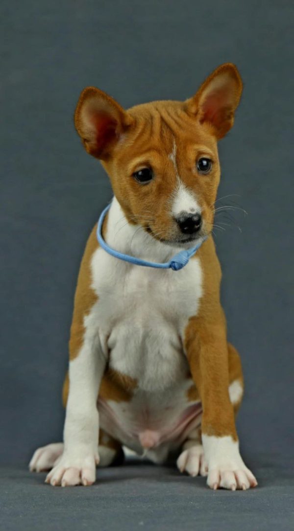 Ronny Basenji