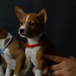 Rosh Basenji
