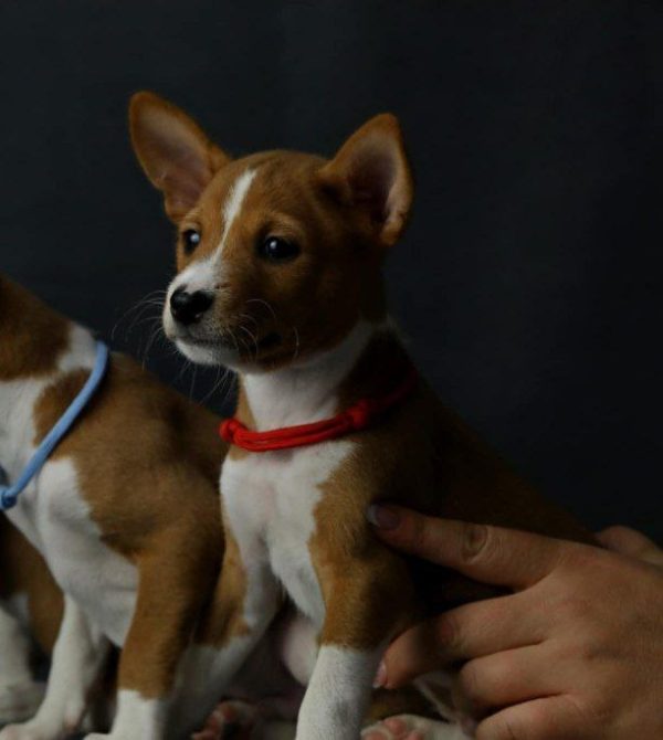 Rosh Basenji