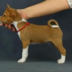 Rosh-male-Basenji-puppy-for-sale-2