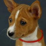 Rosh-male-Basenji-puppy-for-sale-3