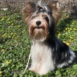 Solomon-male-Biewer-Yorkshire-Terrier-puppy-for-sale-1 (1)