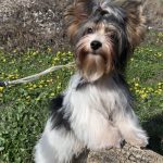 Solomon-male-Biewer-Yorkshire-Terrier-puppy-for-sale-1 (2)