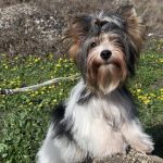 Solomon-male-Biewer-Yorkshire-Terrier-puppy-for-sale-1 (3)