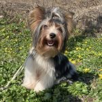 Solomon-male-Biewer-Yorkshire-Terrier-puppy-for-sale-1 (4)