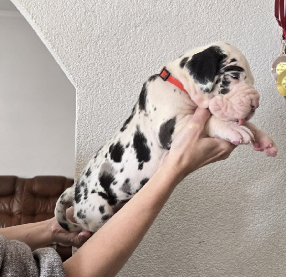 European Great Dane Puppies Playing Great Dane Puppy Stock Photo