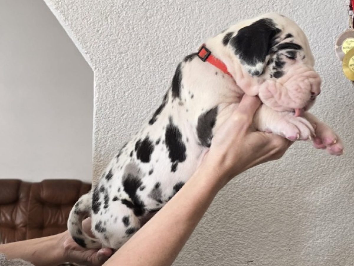 Is a Great Dane Puppy Right for You? What They're Really Like! - HubPages, image size:1200x900