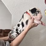 Pro Lex Great Dane
