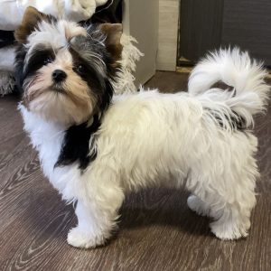Thomas Biewer Yorkshire Terrier