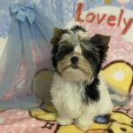 Solomon Biewer Yorkshire Terrier