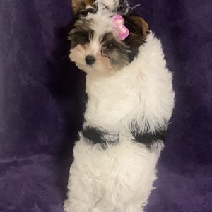 Tootsie Biewer Yorkshire Terrier