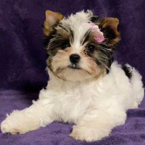 Tootsie