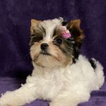 Tootsie-female-Biewer-Yorkshire-Terrier-puppy-for-sale-1 (3)