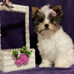 Tootsie-female-Biewer-Yorkshire-Terrier-puppy-for-sale-1 (4)