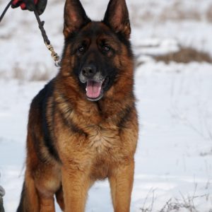 Ultra German Shepherd