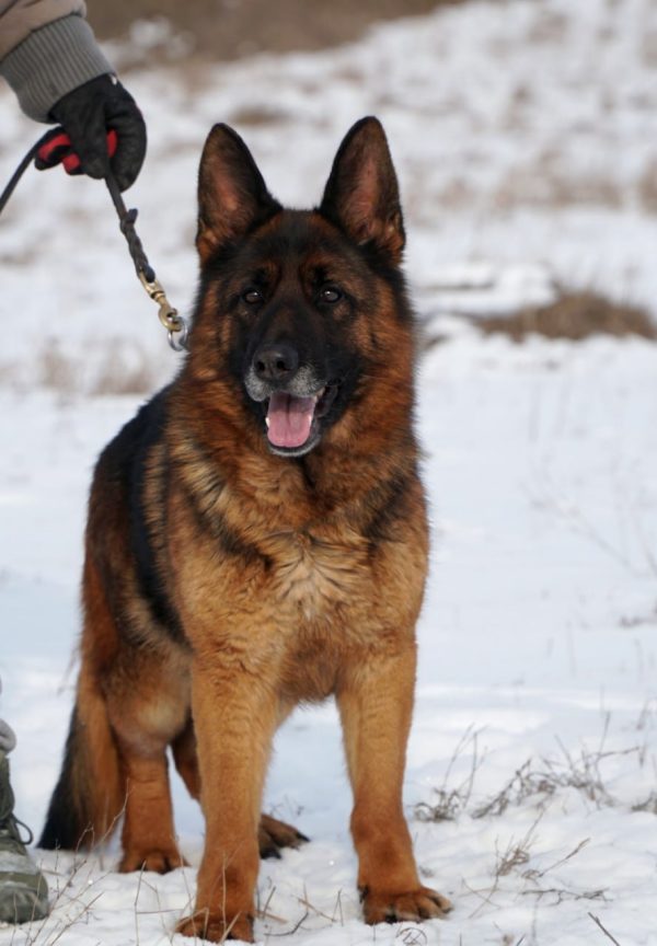 Ultra German Shepherd