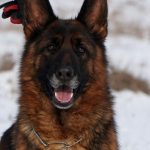 Dexter German Shepherd