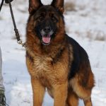 Ultra-female-German-Shephard-puppy-for-sale-3