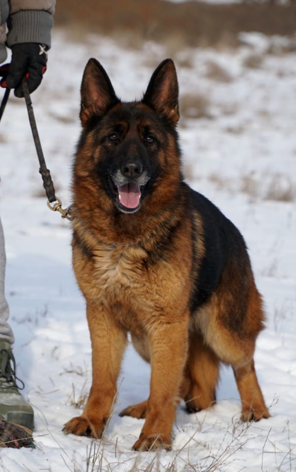 Ultra German Shepherd