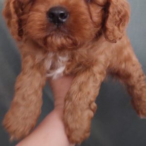Valor Cavapoo