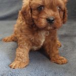 Valor-male-Cavapoo-puppy-for-sale-2